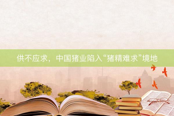 供不应求，中国猪业陷入“猪精难求”境地